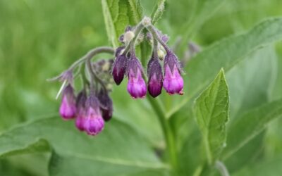 Żywokost lekarski – Naturalny Skarb w Leczeniu i Pielęgnacji Ciała