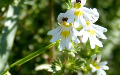 Świetlik łąkowy – naturalny sposób na zdrowie oczu i nie tylko